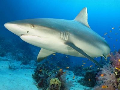 Bull sharks on the radar after teen's death