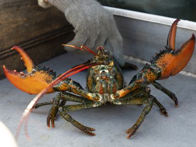 The Maine lobster industry sues California aquarium over a do-not-eat listing