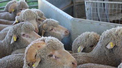 Saleyard lamb prices decline after summer of highs, supermarkets costs tipped to stay high