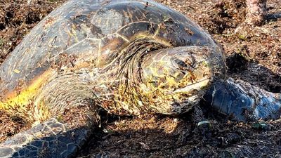 Volunteers, wildlife staff rescue green sea turtle at Middleton Beach in South Australia