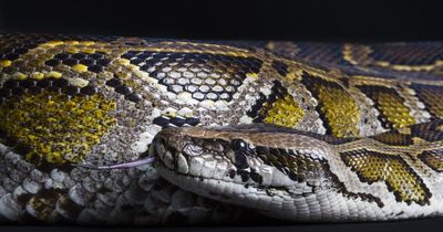 St Patrick's Day 2023 Dublin: Celebrate at Dublin Zoo with special snake exhibitions