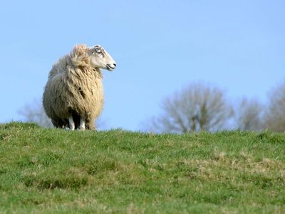 Silence of the lambs: Anger as ex Defra adviser says sheep ‘have got to go’ from UK’s hills