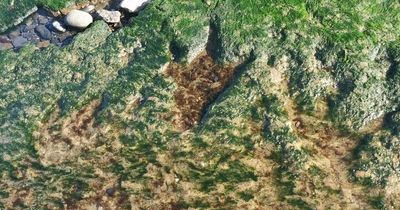 The incredible beach on Scottish island with hidden dinosaur footprints