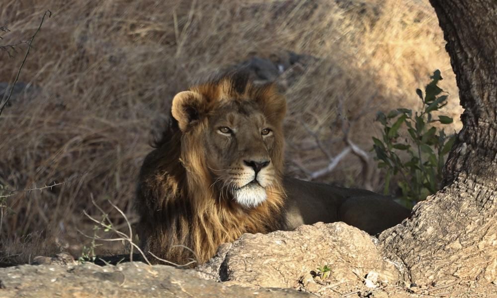 Indian state to open new Asiatic lion sanctuary as…