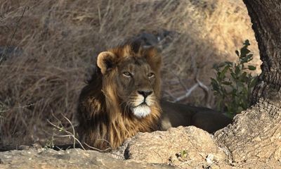 Indian state to open new Asiatic lion sanctuary as numbers soar