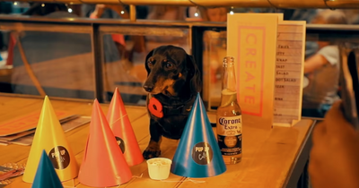 Pop-up dog cafe coming to Edinburgh with sessions for dachshunds, pugs and frenchies