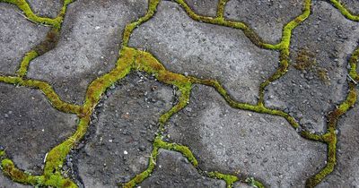 Garden experts' savvy 29p tip for removing paving moss in just '15 minutes'