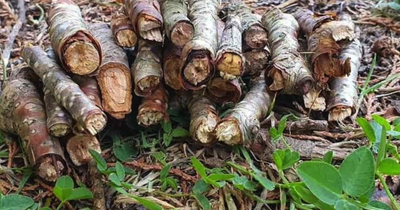 Only people with high IQ scores can spot moth in mind-boggling optical illusion