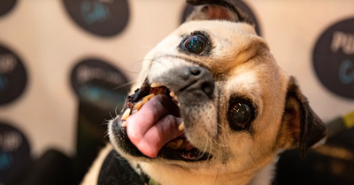 Pup-up Cafe coming to Glasgow with fun sessions for dachshunds, pugs and Frenchies