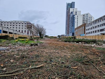 ‘A disgrace’: more than 100 trees cut down in Plymouth despite local opposition