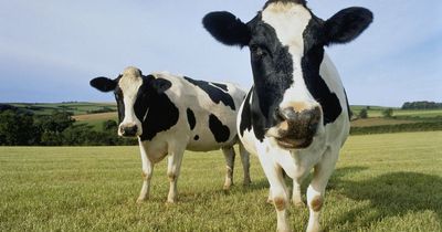 Grandad thrown 8ft into the air and trampled on by angry cow