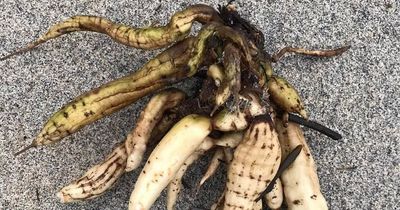 Poisonous plant warning to dog walkers after toxic root found on UK beach