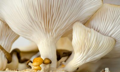 Oyster mushrooms expected to break down toxins and microplastics in cigarette butts in Australian trial