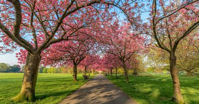 Best UK places for seeing cherry blossoms from gorgeous parks to botanic gardens