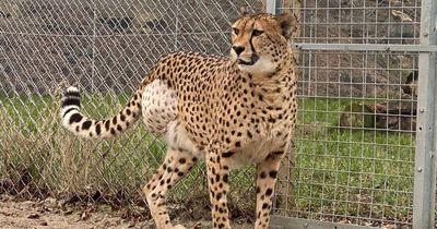 West Lothian zoo forced to amputate cheetah's leg after horror break