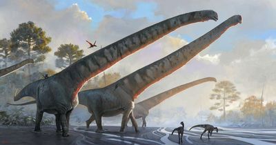 Dinosaur with the longest neck ever seen in an animal identified by scientists