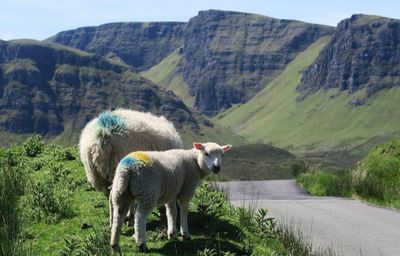 Tories 'pit food production against climate' as MSPs debate future of farming