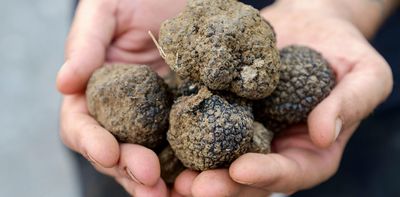 Climate crisis threatens truffle production but could put UK species back on the menu