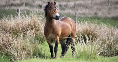 Semen from a horse called Alan Partridge could save the UK's oldest pony breed