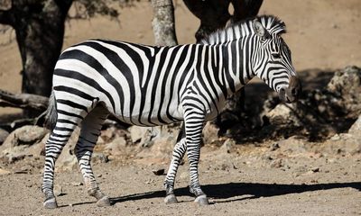 ‘Send a chopper’: zebra almost bites farmer’s arm off in Ohio