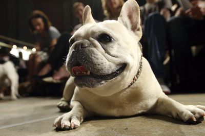 The small but mighty French bulldog is now the top purebred dog breed in America