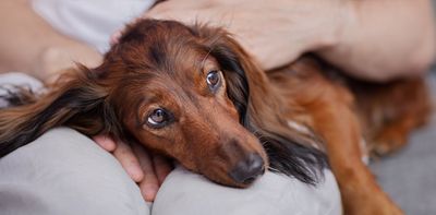 Anxious dogs have different brains to normal dogs, brain scan study reveals