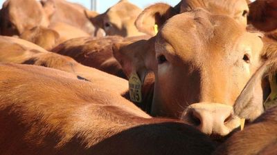 Farmers 'jack of waiting' for compensation after federal court ruling on unlawful live cattle export ban