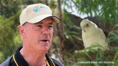 Ex-WA police comissioner Karl O'Callaghan to help fight corella plague across state's south