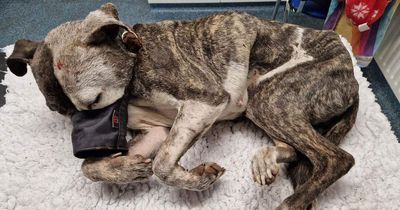 Police investigating starving, injured dog found beaten and buried alive in shallow grave