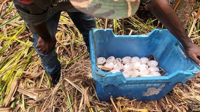 Arnhem Land rangers seeing higher prices for crocodile eggs, as slinging ban tightens supply