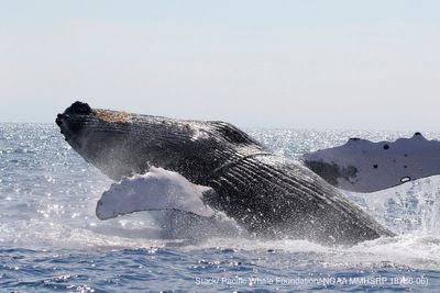 Judge wants plan to protect humpback whales from fishery