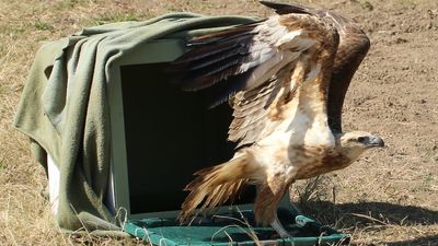 Raptor expert uses art of imping to save birds of prey with broken feathers