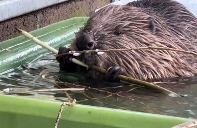 'Horrific': Beaver in recovery after being found shot in face on Scottish road