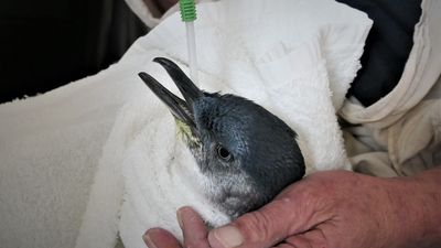 Humans sought after penguin injured at Burnie foreshore, with Tasmania Police investigating