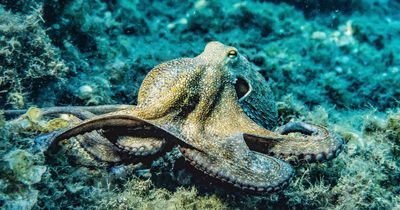 Scientists raise alarm over plans for world's first octopus farm