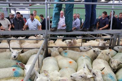 A ringside view of Britain’s livestock markets – a photo essay