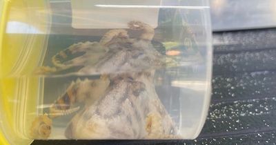 Deadly blue-ringed octopus with enough venom to kill 20 humans bites woman swimming