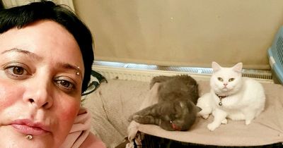 Woman who lost job says she has one meal a WEEK so she can still feed her six cats