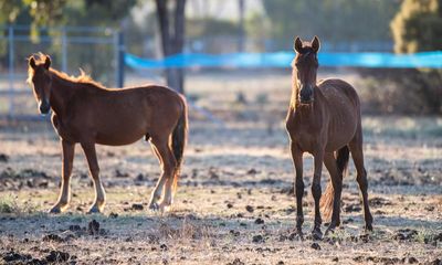 Victorian agencies accused of failing to consult traditional owners over feeding of stranded brumbies in national park