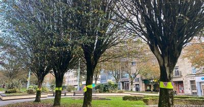 Court injunction stops city centre tree felling branded 'environmental devastation'
