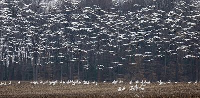 As bird flu continues to spread in the US and worldwide, what's the risk that it could start a human pandemic? 4 questions answered