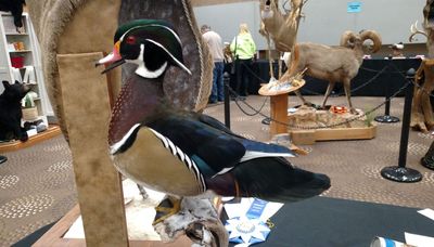 Go & Show: Lake Michigan fisheries meeting and Illinois taxidermist convention