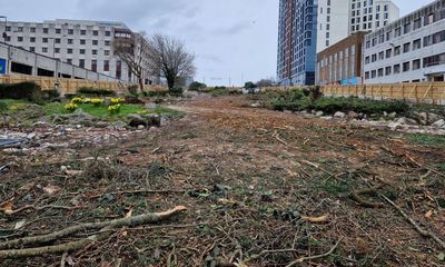 Give mature trees same protection as heritage buildings, say campaigners