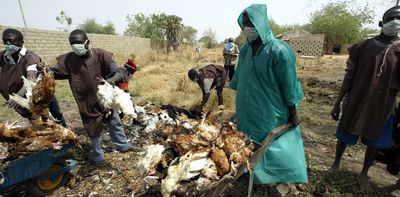 Bird flu: Nigeria is on major migratory bird routes, new strains keep appearing