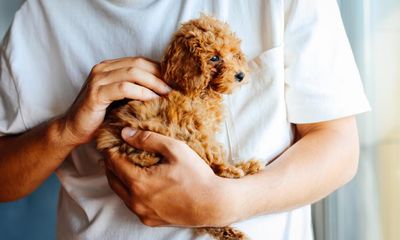 From toilet training to exercise: top tips for your dog’s first year