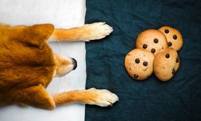 From grapes to avocados: 10 human foods that dogs can’t eat