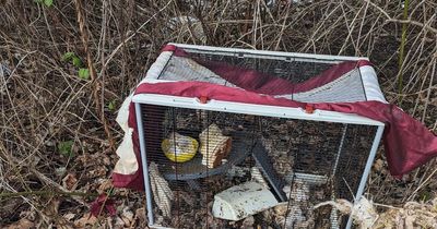 Four pet rats abandoned in freezing conditions in Wallsend rescued