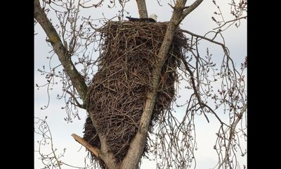Bald eagle nests are massive, and this beauty is a high-rise