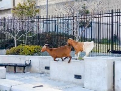 Runaway goats in San Francisco were probably ... freaked out