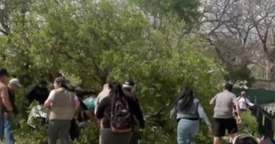 San Antonio Zoo disaster as 8 hurt when tree falls on guests with one fighting for life